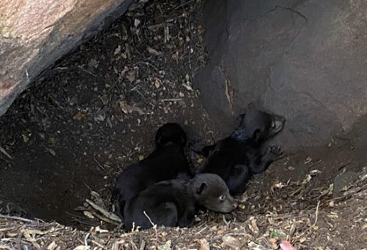 Three cubs birthed by black bear Yellow 2291.