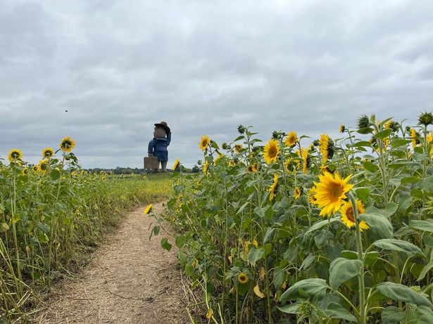 Snugbury's, near Nantwich in Cheshire, has a dinosaur trail for the summer, while its sunflower field has now opened which visitors can walk through and buy stems at the end.  Pictured August 18, 2025
