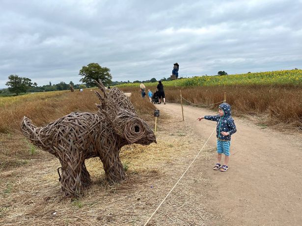 Snugbury's, near Nantwich in Cheshire, has a dinosaur trail for the summer, while its sunflower field has now opened which visitors can walk through and buy stems at the end.  Pictured August 18, 2025