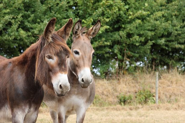 Two donkeys seen at Devon sanctuary