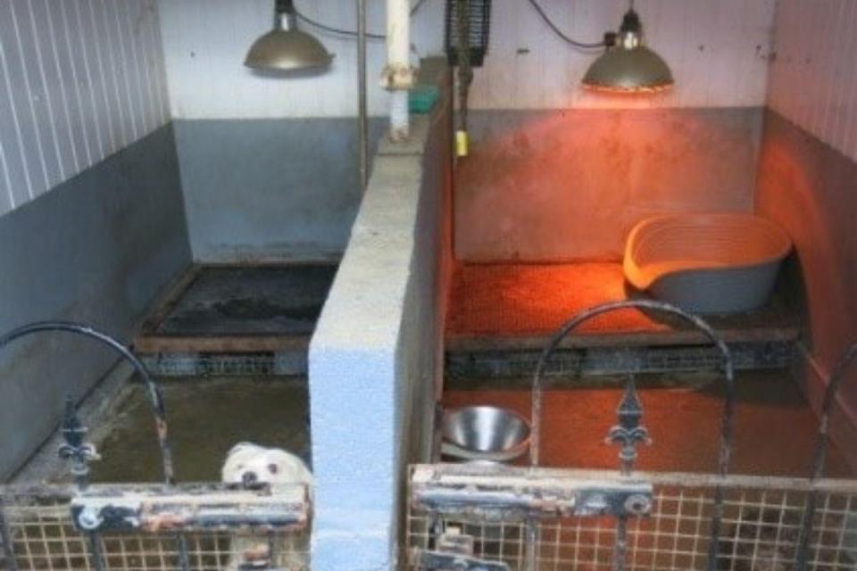 Two small, dirty dog kennels with a dog visible in one.