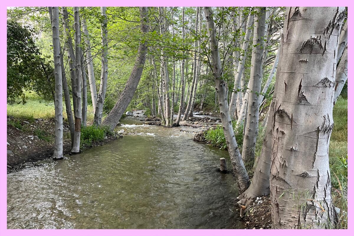 Coldbrook Creek at Coldbrook Campground.