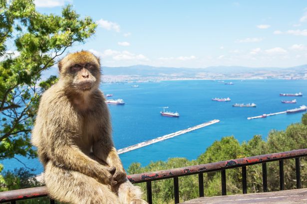 A macaque sits on a fence in Gibraltar