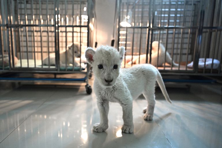 'Absolute madness': Thailand's pet lion problem
