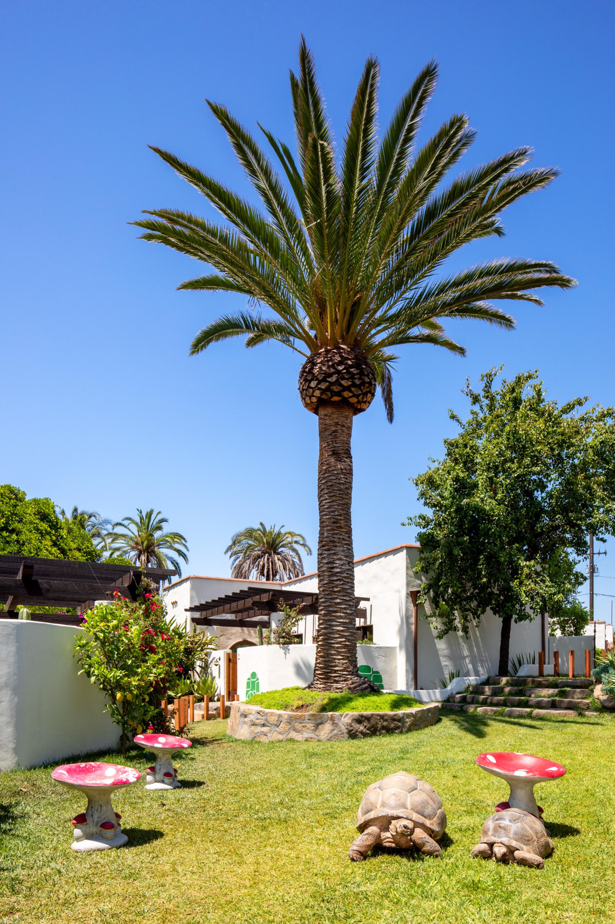 Hotel El Roblar in Ojai has two tortoises on its grounds.