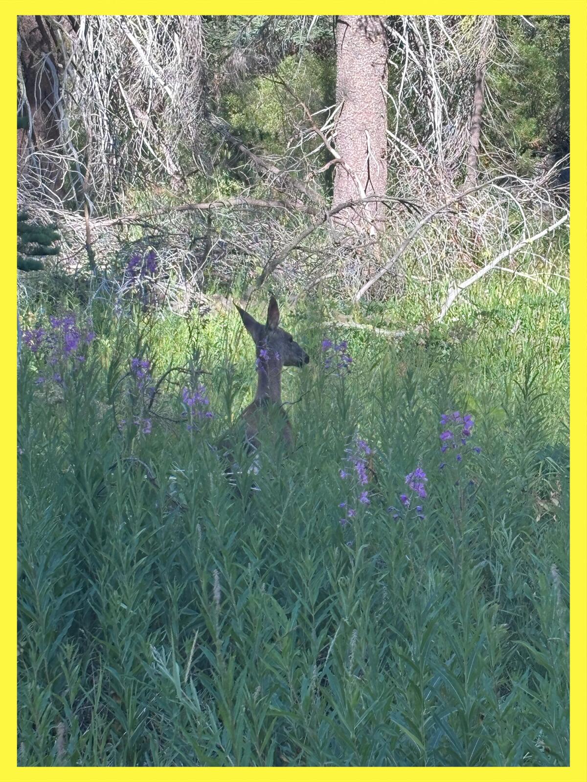 A deer rests just off the McGurk Meadow Trail in Yosemite National Park.