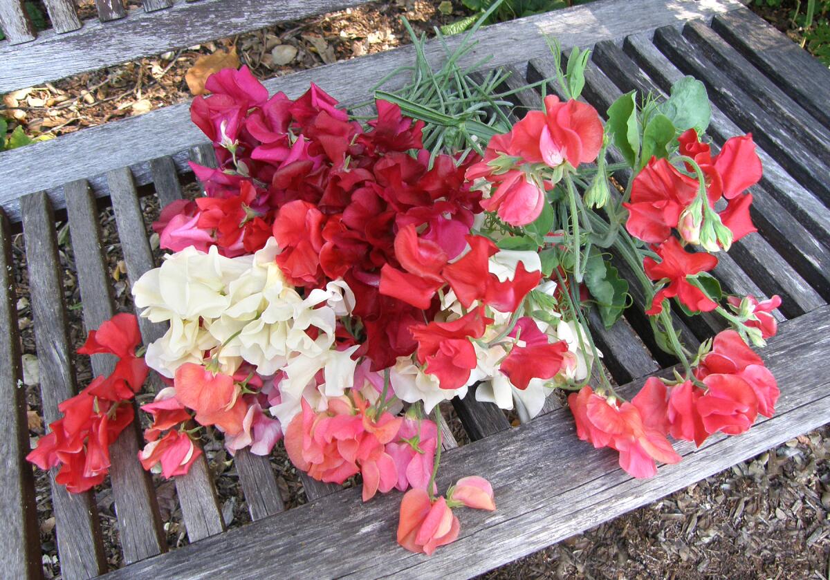 A large cluster of white, pink, salmon and deep-red sweet peas lie on a slated wooden chair.