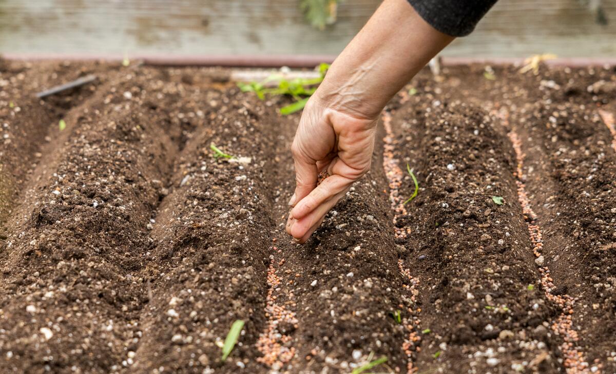 A hand thickly sowing salad mix seeds in narrow trenches of soil.