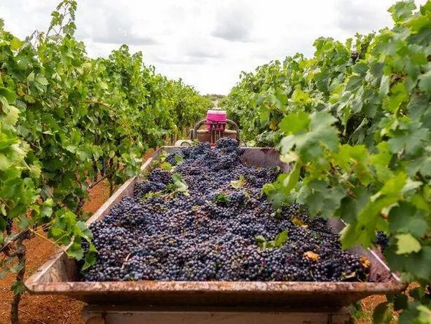 Puglia grape harvest in progress