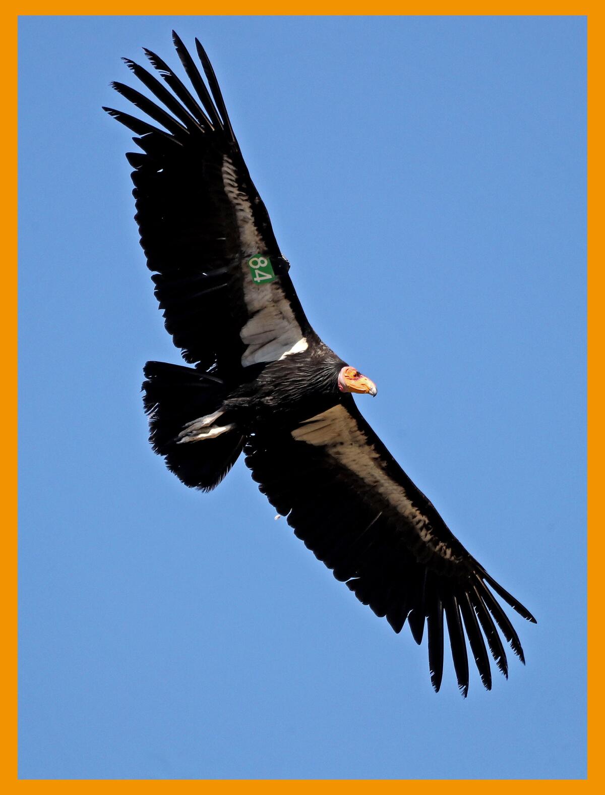 California condor green No. 84 (784) is a male named Eeuukey flying in Stallions Springs in 2021.