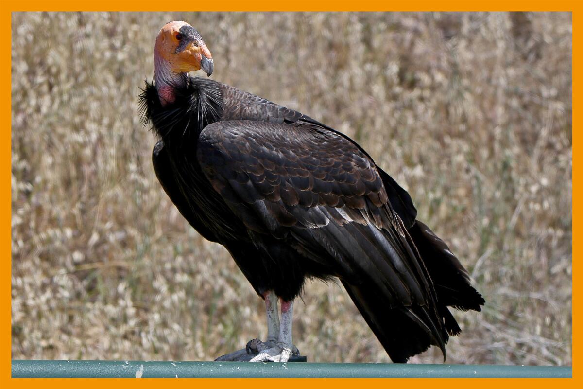 A California condor rests near a dirt road in the Sespe Condor Sanctuary.