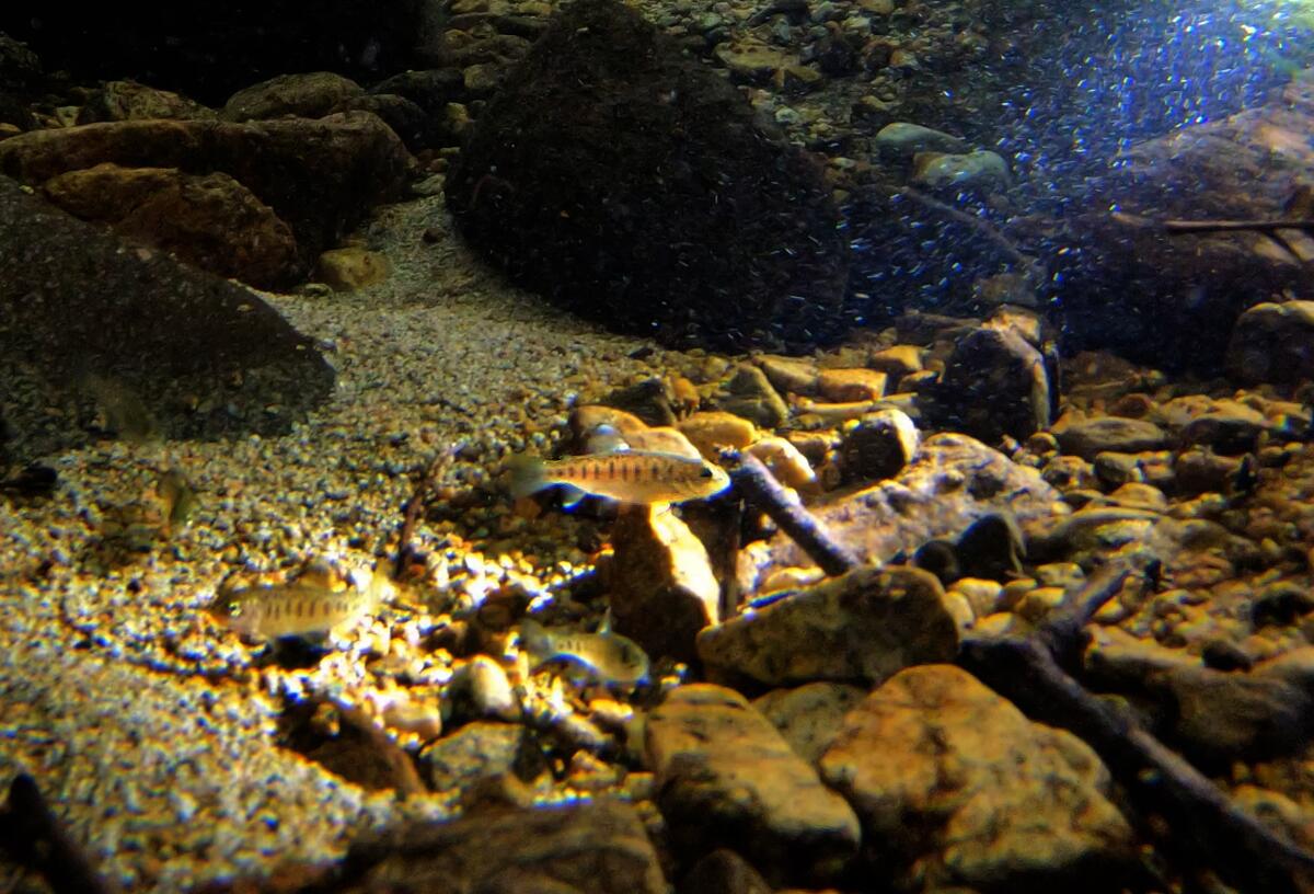 Small rainbow trout, only 2 inches in length, swim in clear water near a sandy rocky river bottom