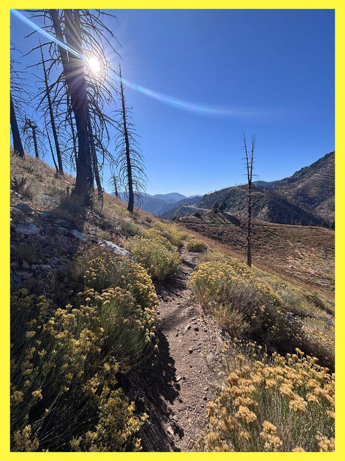 Yellow flowers grow along a narrow dirt path 
