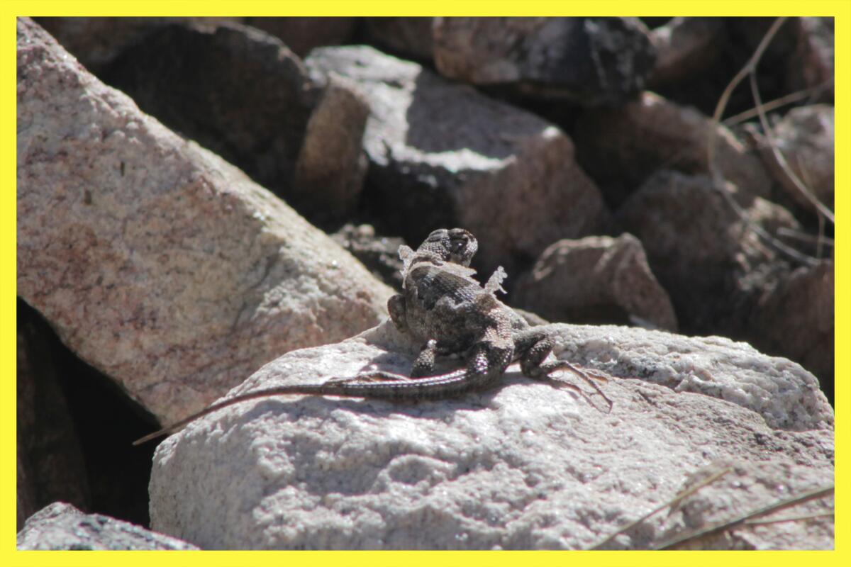 A molting lizard, its old skin flaking off its body, on a gray rock