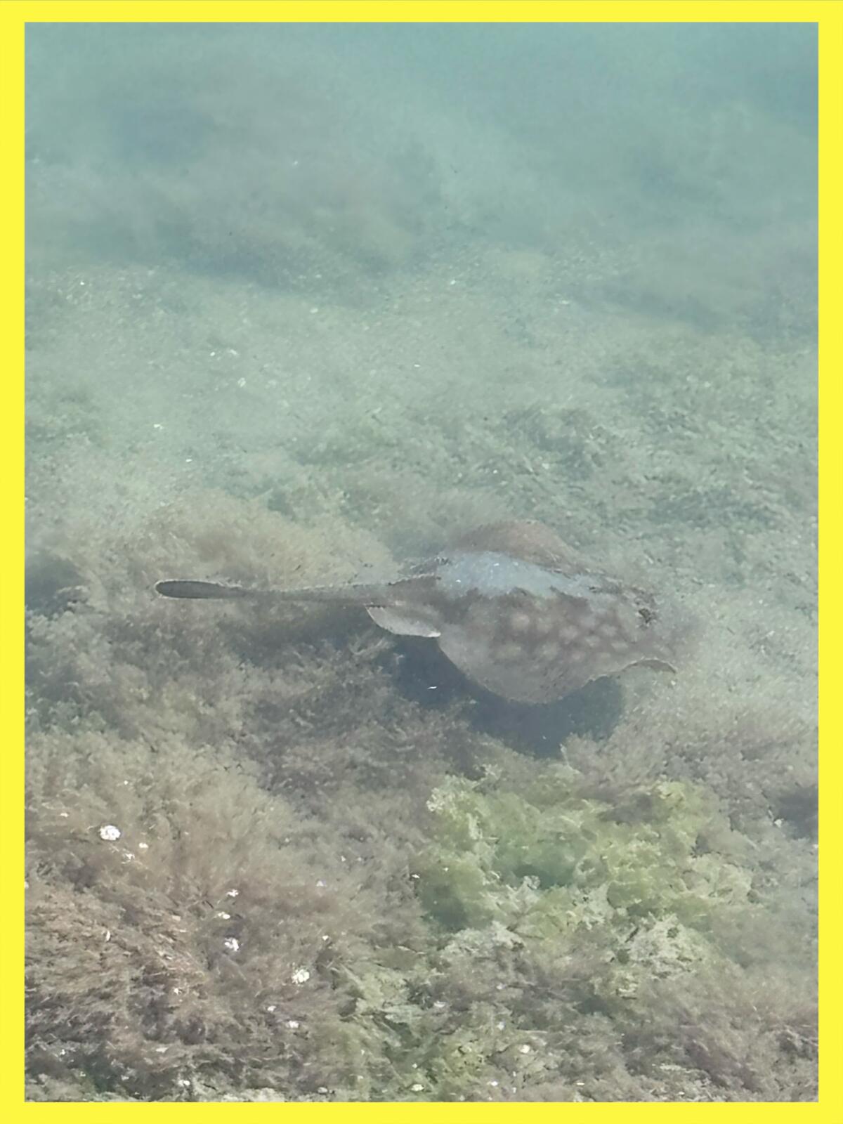 Sting ray swimming in the Colorado Lagoon.