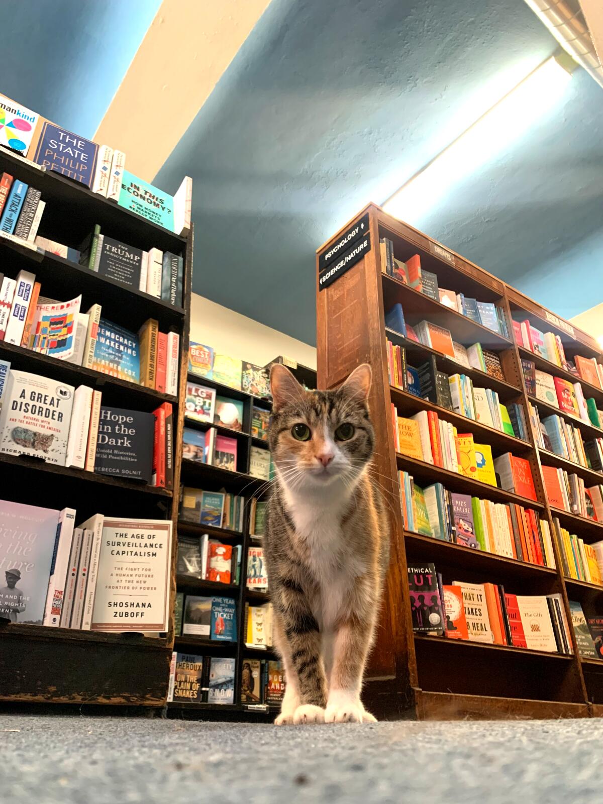 A book-loving cat wanders through the aisles of Small World Books located on the Venice Boardwalk.