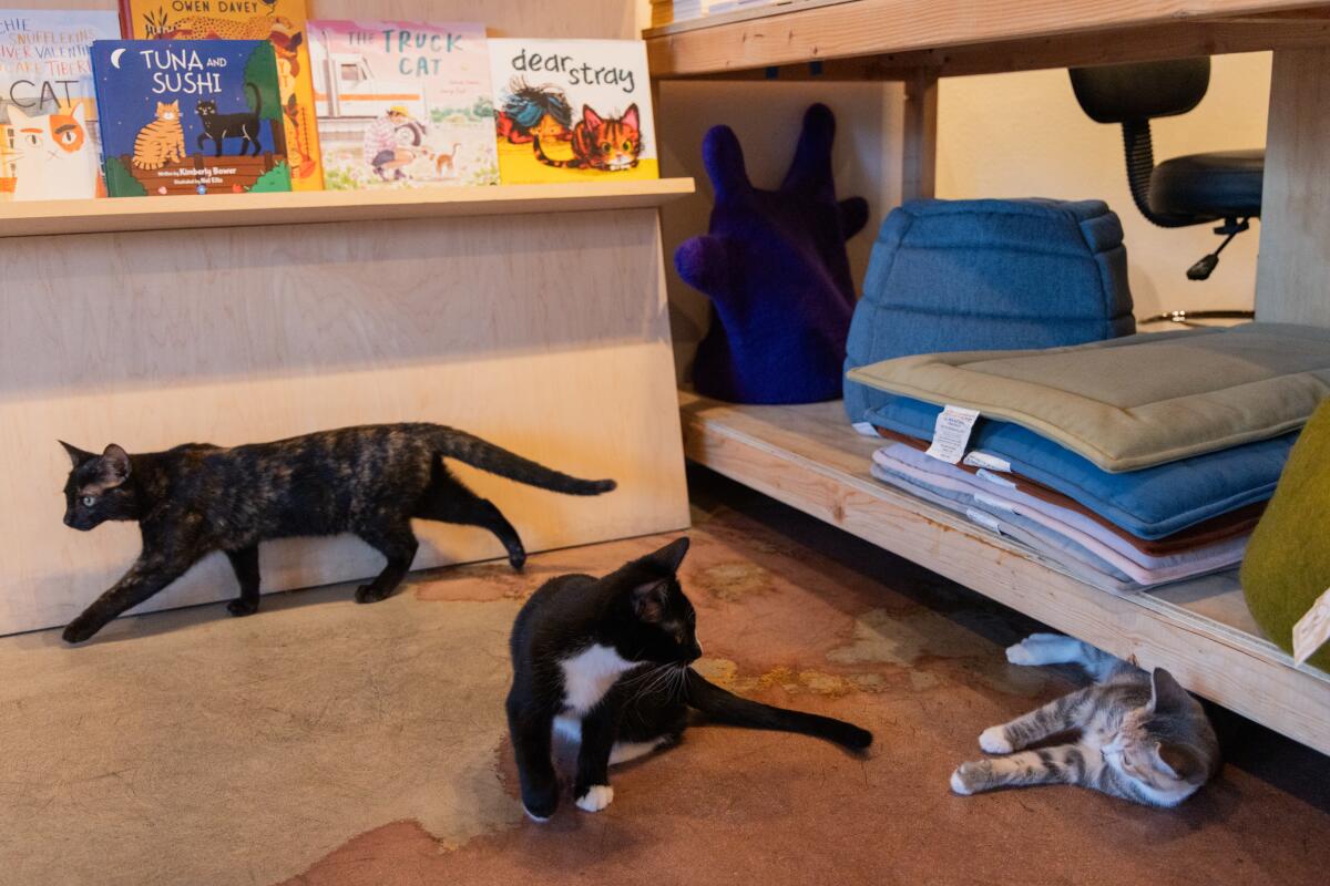 Foster kittens Bisque, Poolboy and Chauffeur play together during a silent reading night.