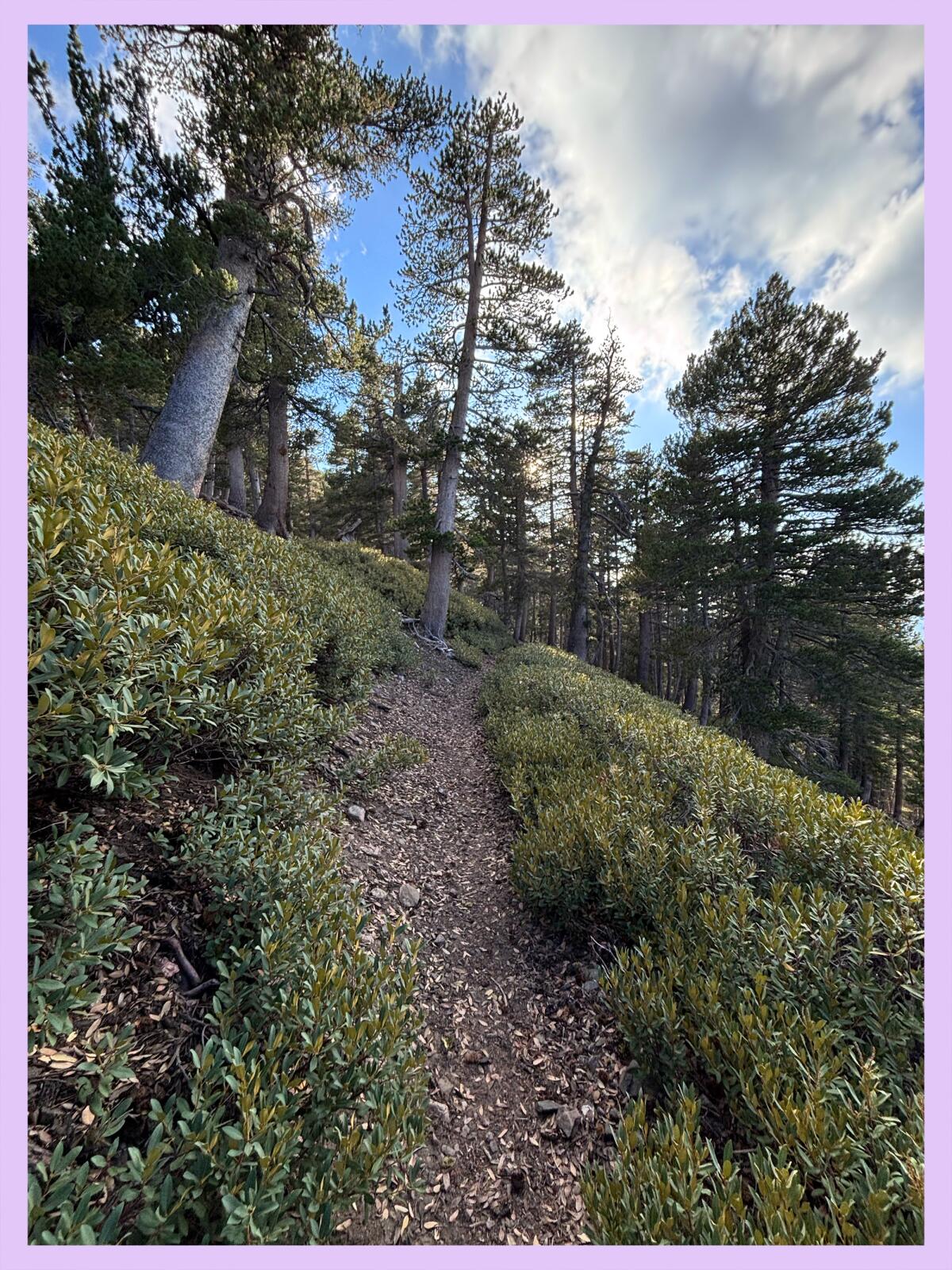 The trail to Throop Peak includes a lush segment through pine forest.