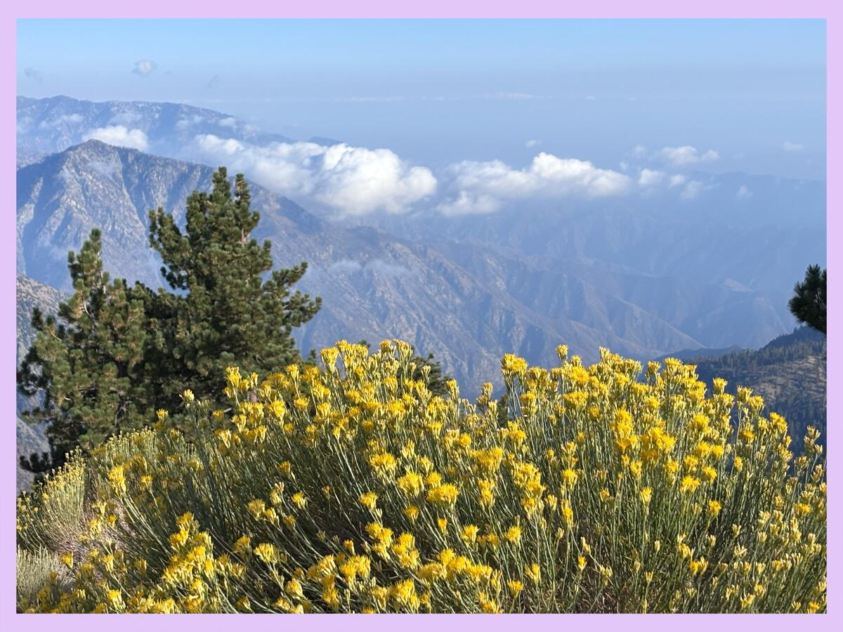 The view from Throop Peak, a less popular hike in Angeles National Forest.