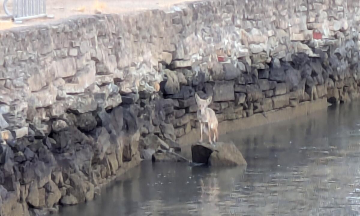 A coyote at Ayala Cove located on Angel Island, a state park in the San Francisco Bay Area.