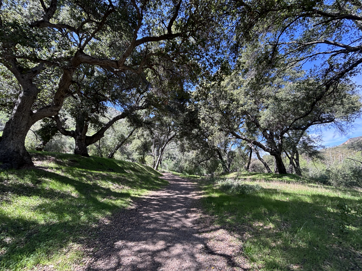 Hulking trees shade a dirt path surrounded by green grasses.