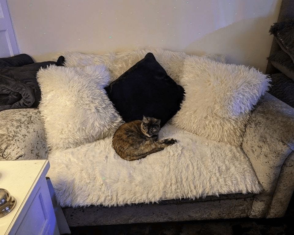 A tortoiseshell cat curled up on a white furry couch with a black pillow.