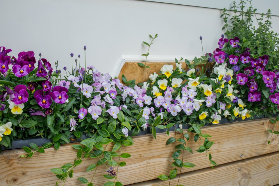 Long wooden planter with violet, purple, and yellow pansies.