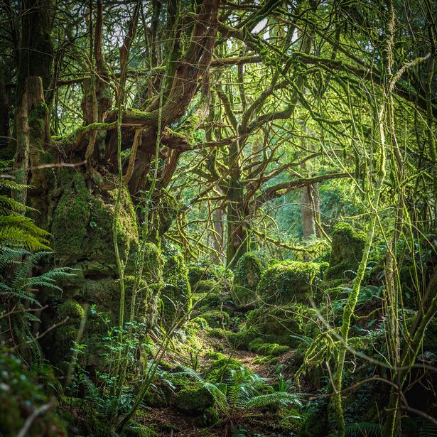 Puzzlewood is located within the Forest of Dean
