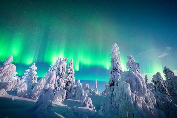 Aurora Borealis glowing bright over frozen trees covered with snow