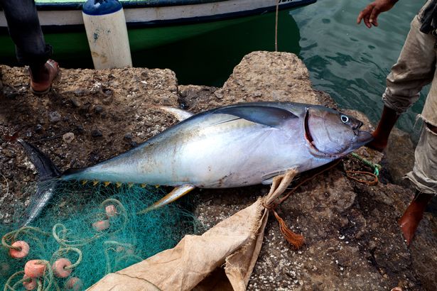 A dead fish