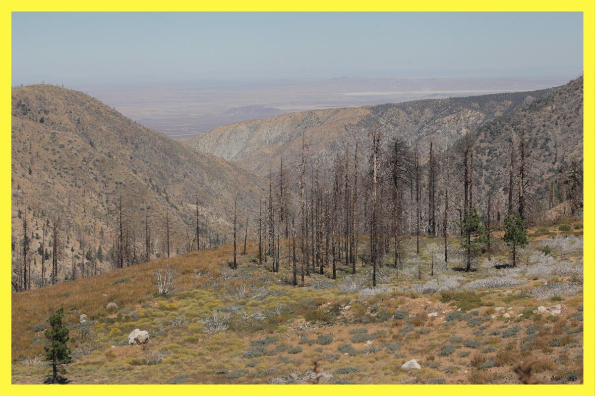 A view of the Antelope Valley looking over hills, burned trees and brush.