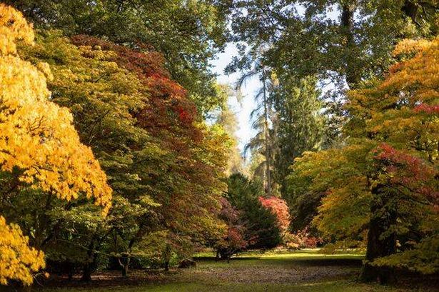 Autumn leaf colour change at Westonbirt Arboretum, Tetbury, Gloucestershire, England, United Kingdom