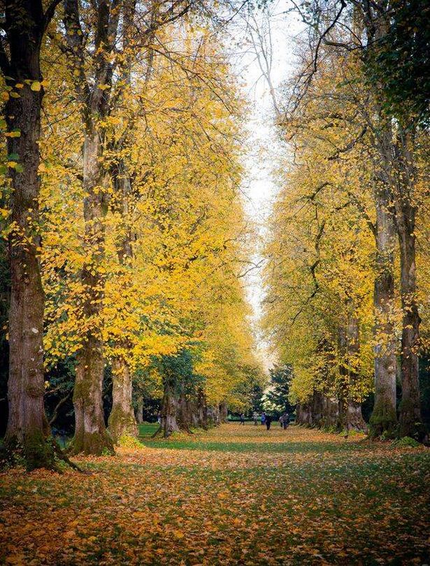 Towering Autumn Lime Trees At Westonbirt Arbotetum