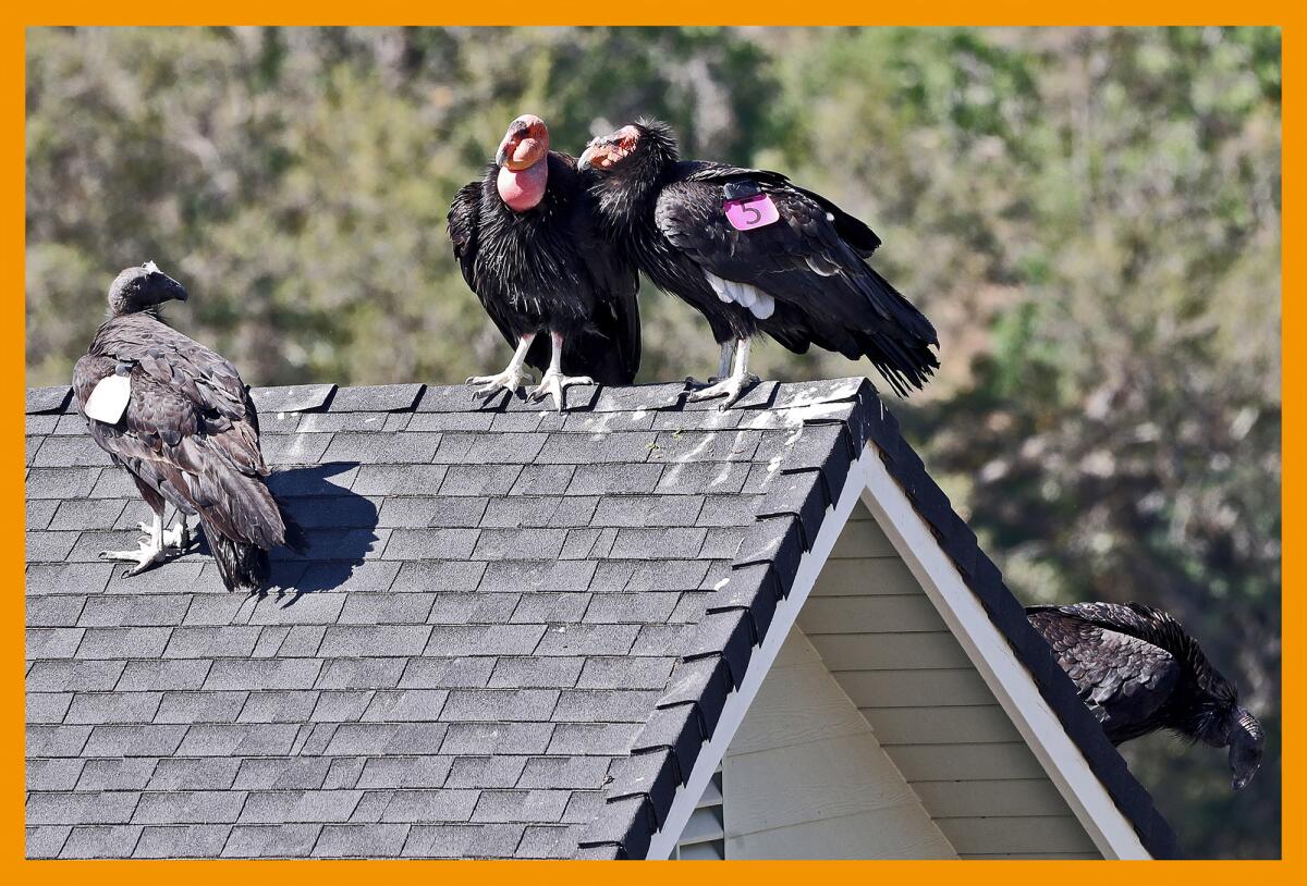 Four California condors take a break on the roof of a home in Stallions Springs in 2021.