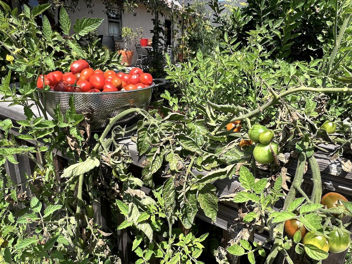 A vigorously growing tomato plant with ripening fruit and a silver colander filled to the brim with small red tomatoes.