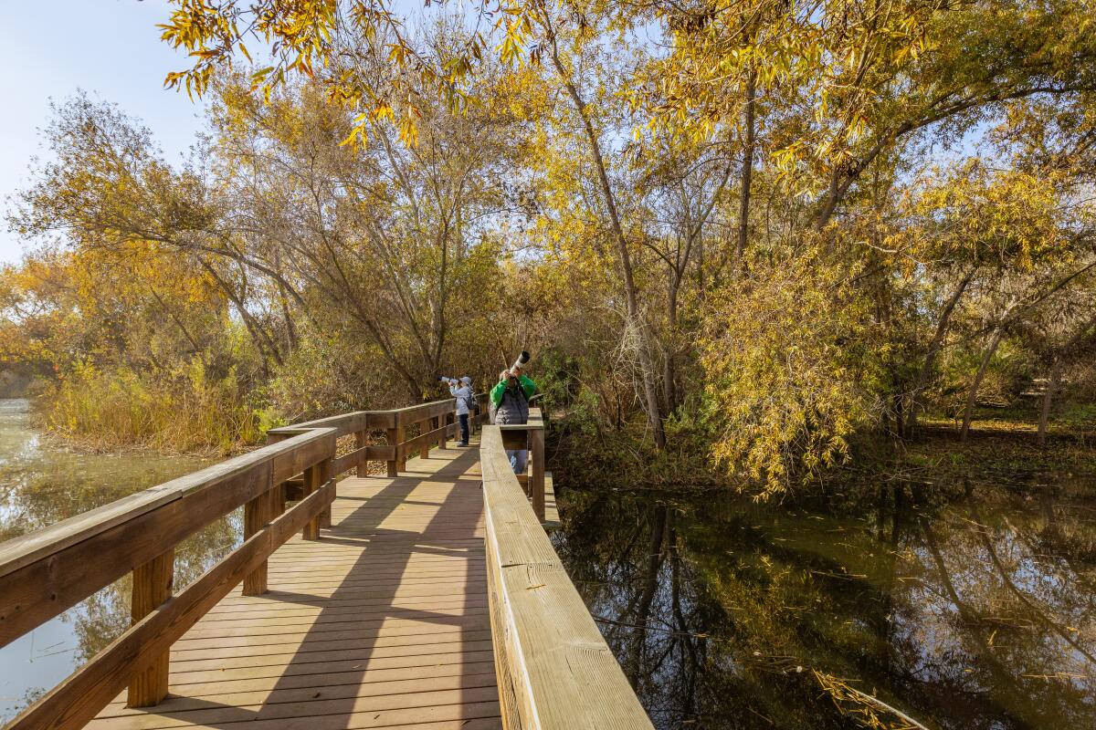 Two birders on a long wooden bridge through water and trees.