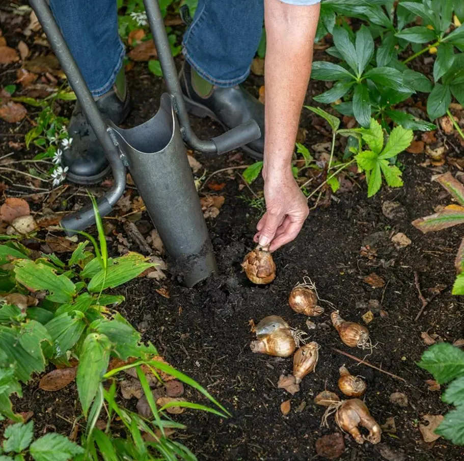 A person planting bulbs with a bulb planter.