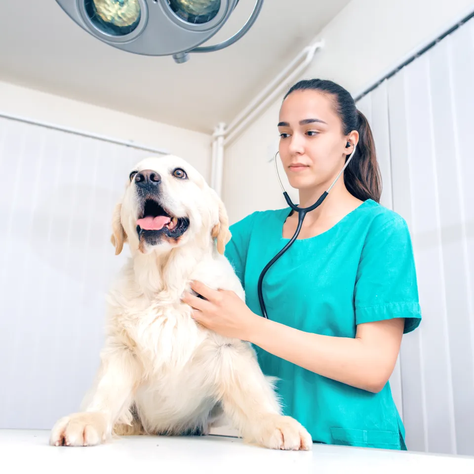 Female veterinarian examining a Golden Retriever with a stethoscope on an examination table.
