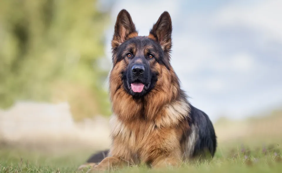 Healthy purebred German Shepherd dog lying outdoors on a sunny day.