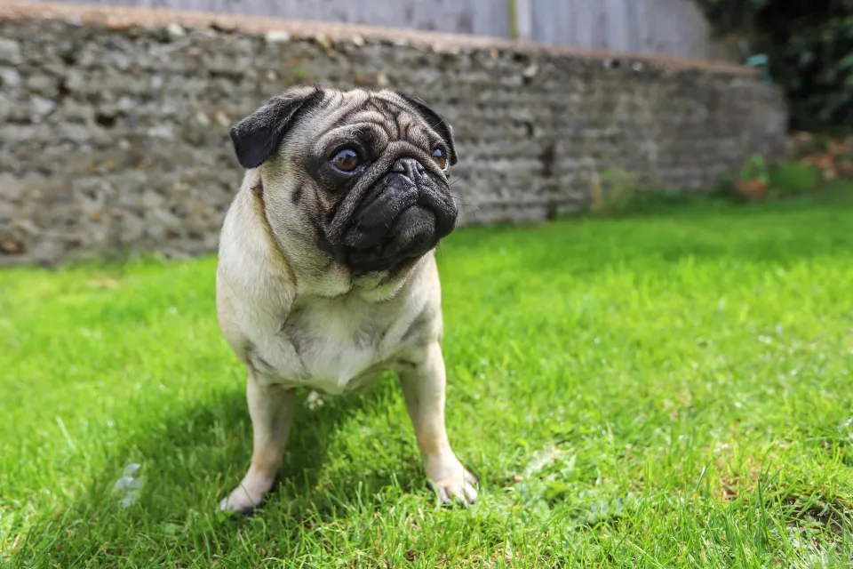 Pug sitting in a garden.