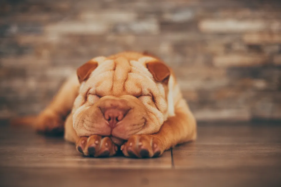 A cute Shar-Pei puppy sleeping on the floor.