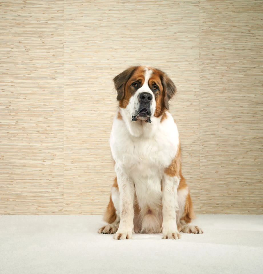 A St. Bernard dog sits on a white carpet with a light brown textured wall behind it.