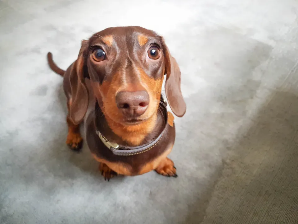 Chocolate Dachshund puppy looking up.