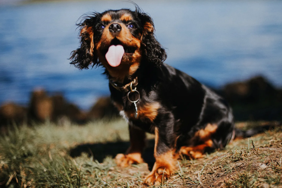 A black and tan puppy with floppy ears and a collar, sitting on grass with its tongue out.