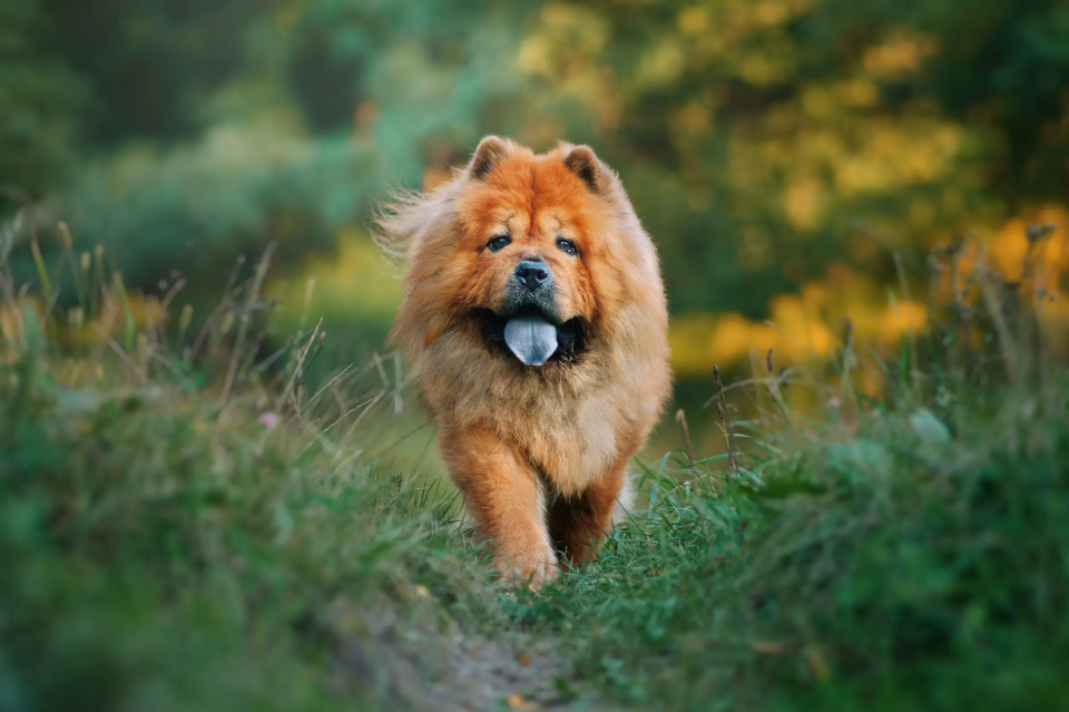 A Chow Chow dog with brown fur and blue tongue walking forward in green grass.