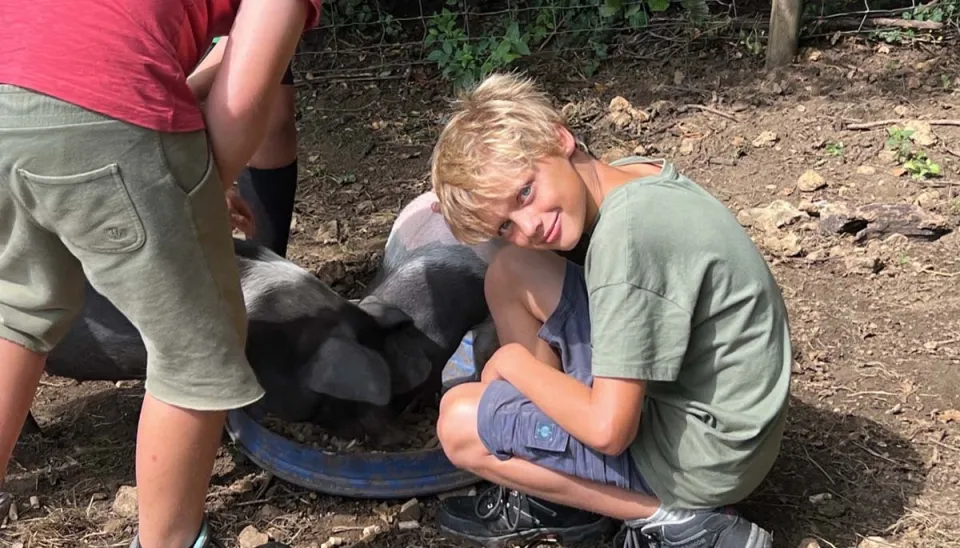 A boy crouching near two pigs eating from a blue trough.