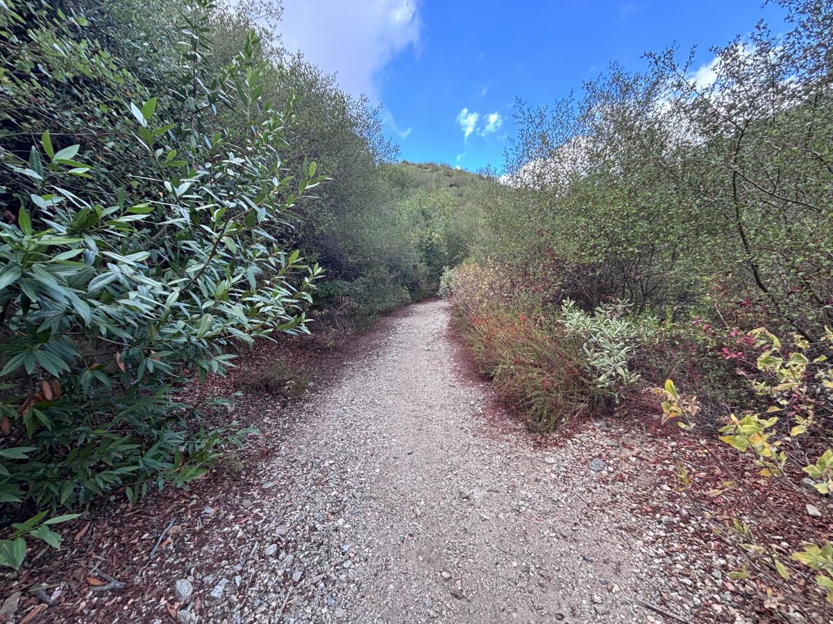 A gravel and dirt trail leading through thick brush.