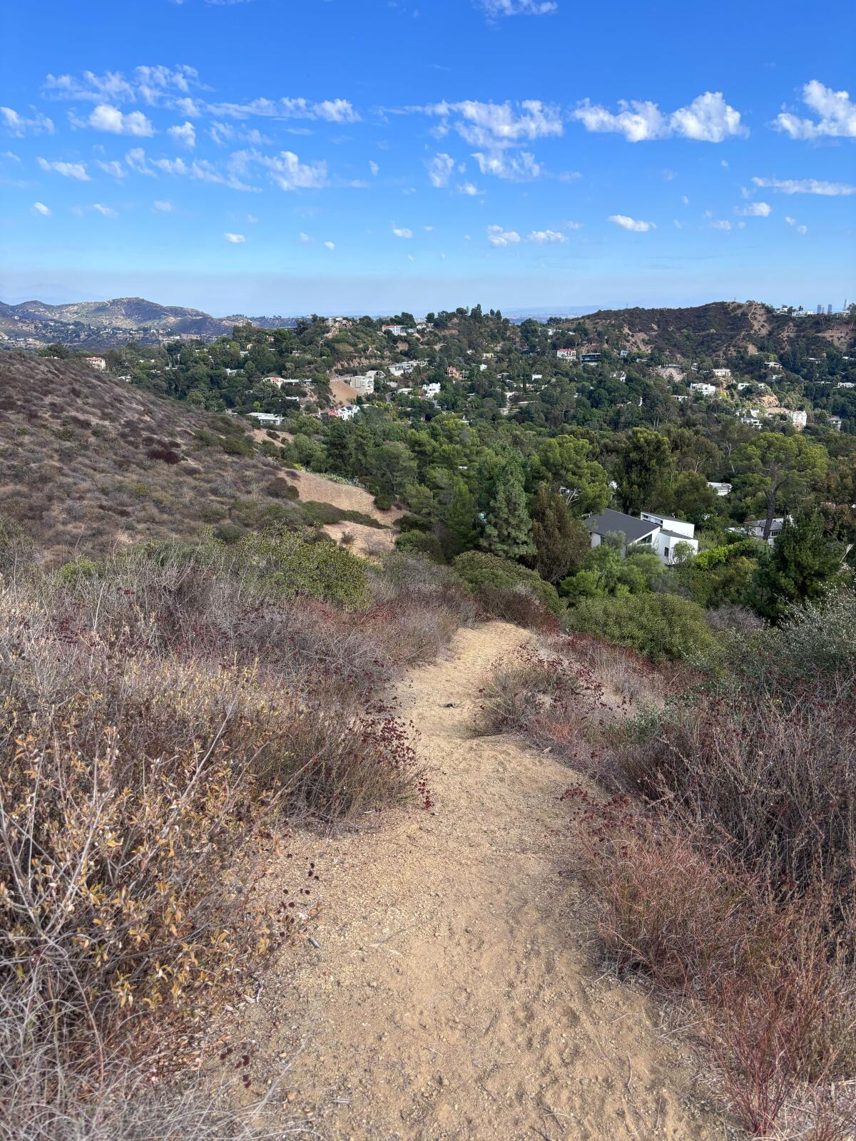 A narrow dirt path leading downhill that's surrounded on both sides by dark red California buckwheat and other plants.