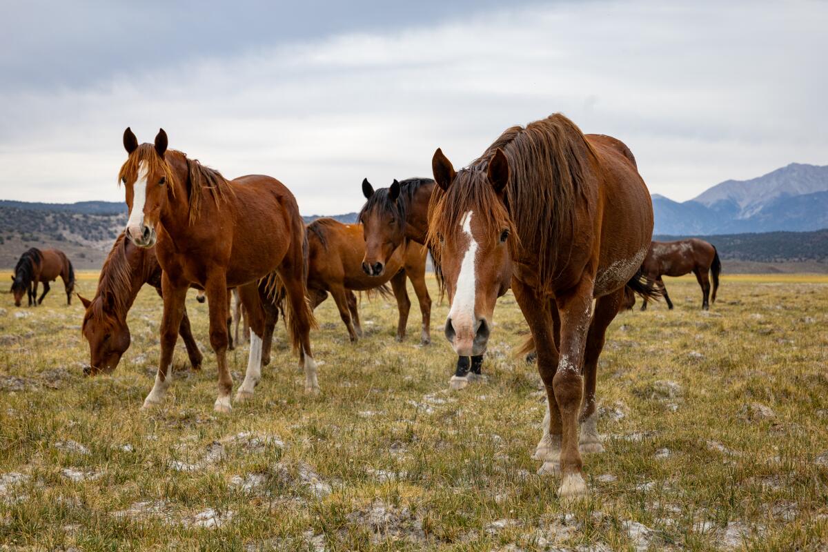 Wild horses gather near Benton, Calif.