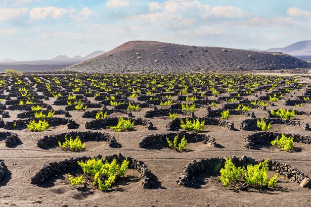 Grapevines on black volcanic soil in the vineyards of La Geria, Lanzarote